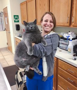 Overweight grey cat looks startled