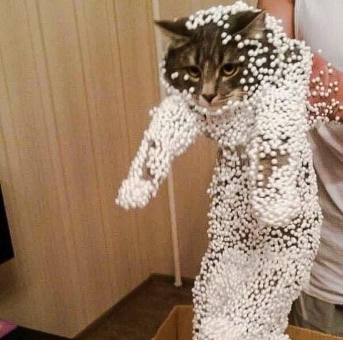 Picture of cat covered in polystyrene balls due to static electricity