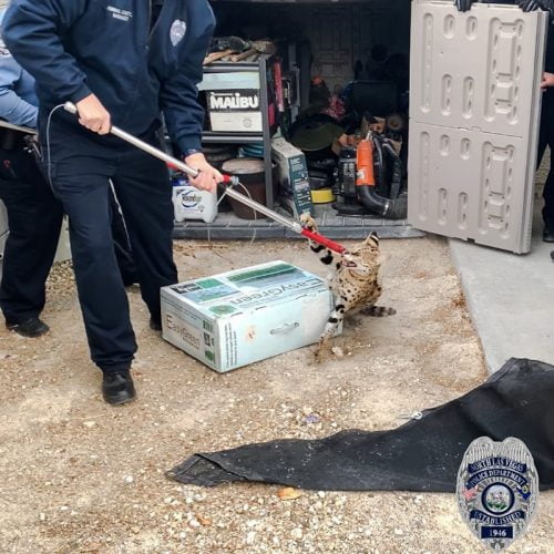 Serval restrained by Animal Protection Services in Las Vegas