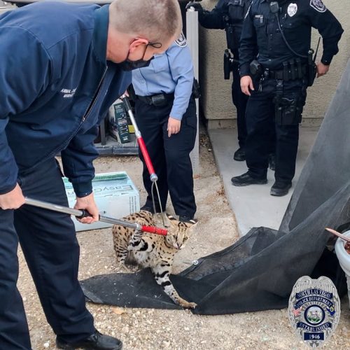 Serval restrained by Animal Protection Services in Las Vegas