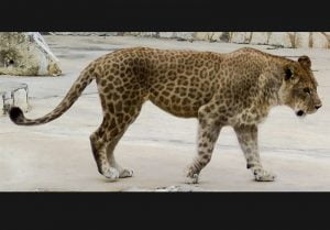 Tribrid leopard lion tiger allegedly