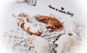 Ultimate picture of child sleeping with cats