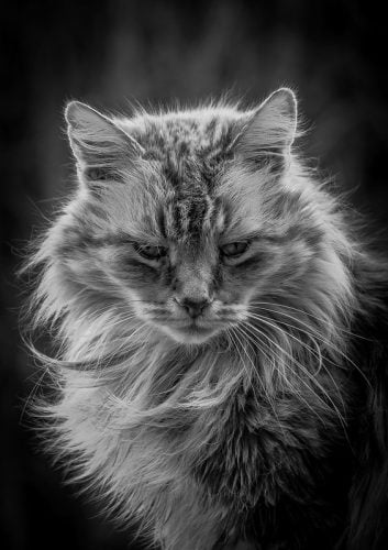 Excellent black-and-white photograph of a pretty longhaired domestic cat