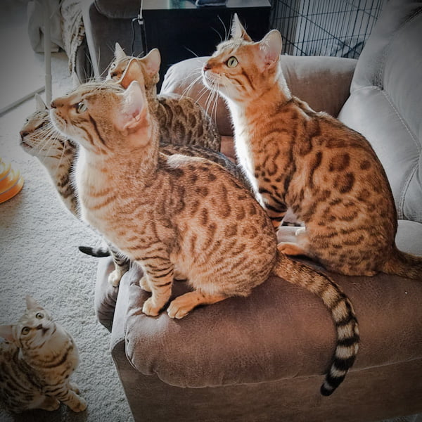 Available Bengal cats at DOUBLE GRR BENGALS