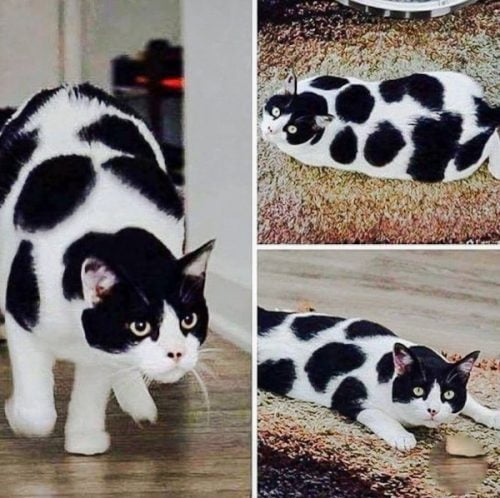 Black-and-white cat with remarkable large spotted coat