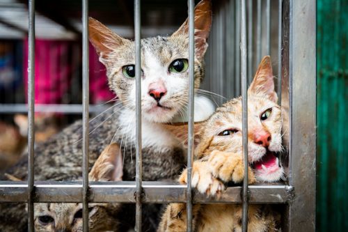 Cat and Dog Meat Trade Investigation Hanoi