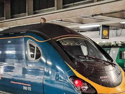 Cat on top of train preventing it leaving Euston Station