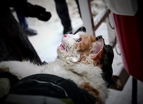 Cat revived from near death after being pulled from fire in Russia
