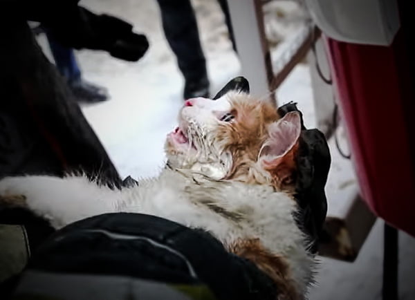 Cat revived from near death after being pulled from fire in Russia
