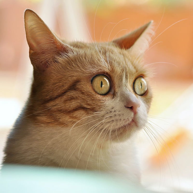 Cat with alien eyes