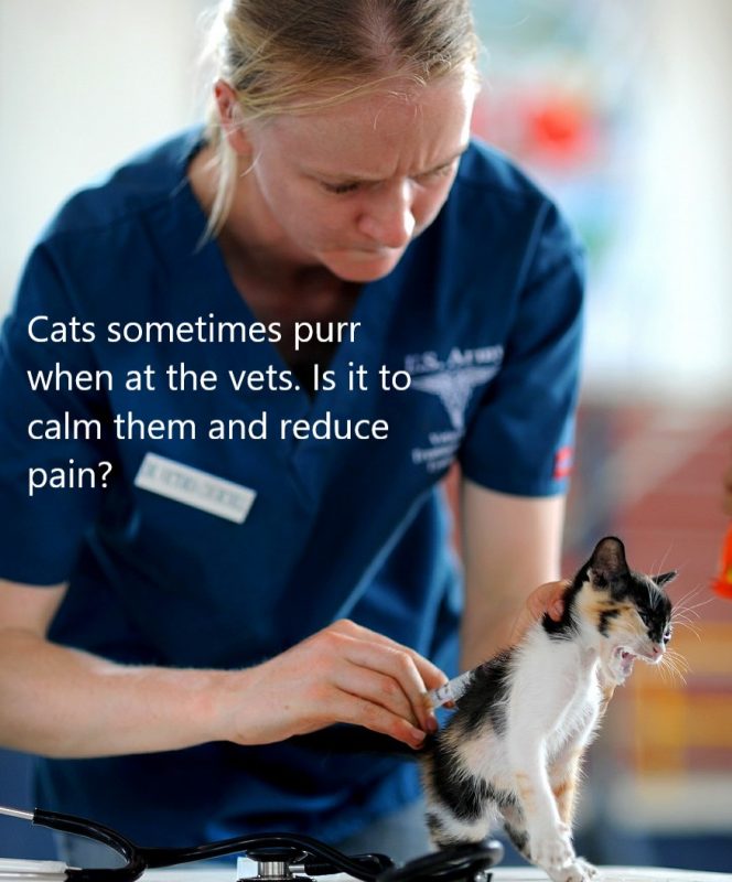 Cats purr at the vets sometimes. Is it to calm them and reduce pain?