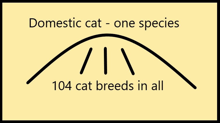 Chart showing one cat species the domestic cat from which all the cat breeds have been carved
