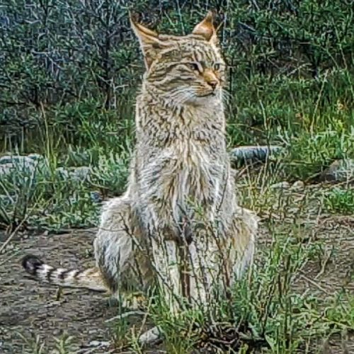 Chinese mountain cat