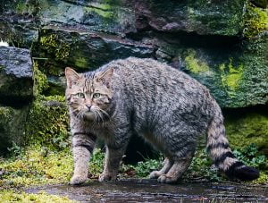 European wildcat meows