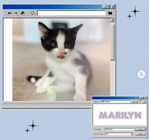 How many cats does Ariana Grande have? None?