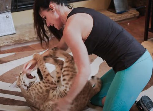 Owner of bobcat plays with him or her