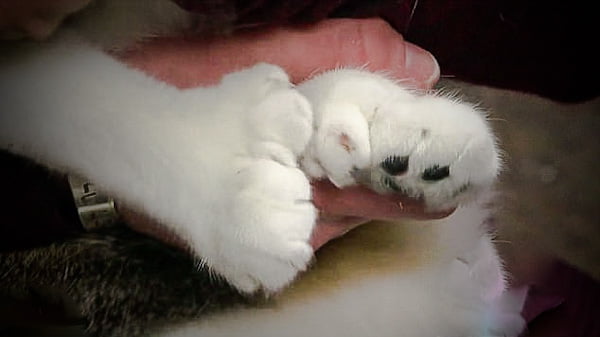 Polydactyl record holder from Minnesota called Paws with 28 toes in all