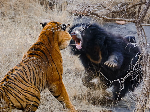 Sloth bear with 2 cubs on her back defeats 2 Bengal tigers in chance encounter