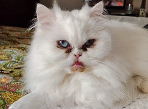 Tear duct overflow due to a deformed drainage system in a flat-faced Persian who also seems to be suffering from a deformed mouth due to the same reason: extreme breeding