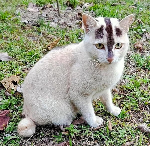 Super rare bicolour pattern on off-white cat