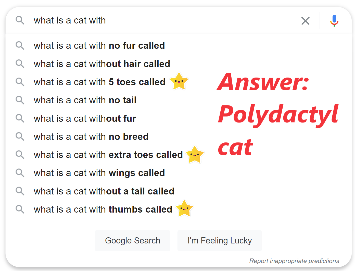 What is a cat with extra toes called answer polydactyl cat