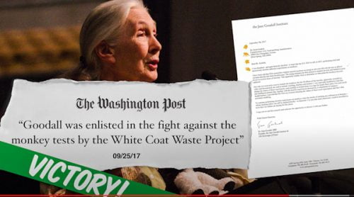 White Coat Waste Project's victory with the assistance of Jane Goodhall, the primatologist