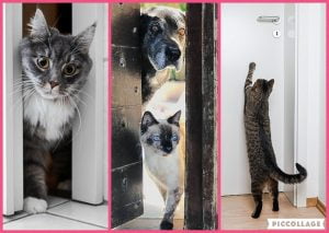 Why do cats dislike doors?