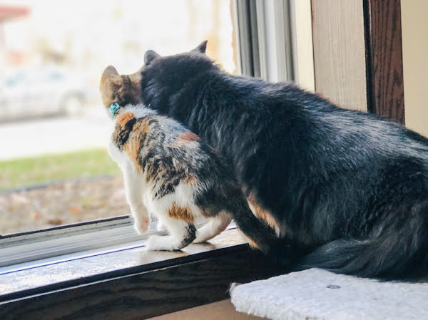 Adult cat immediately bonds with newcomer kitten