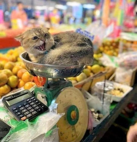 Bodega cat objecting to being moved from the vegetable scales