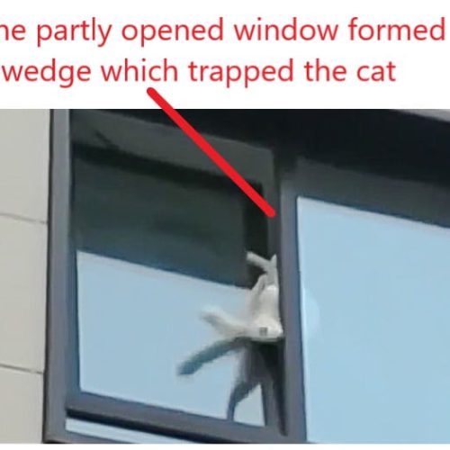 Cat in Russia wedged in partly opened apartment window that opens horizontally