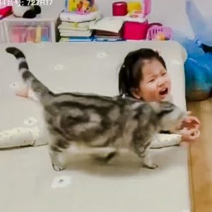 Cat stops girl from falling off furniture? Or is it scent exchange?