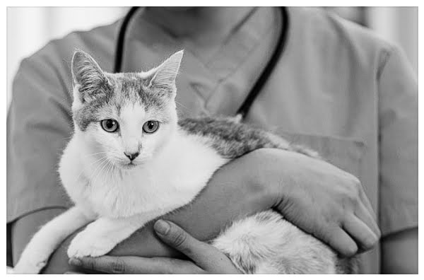 Cat traumatized after vet visit?