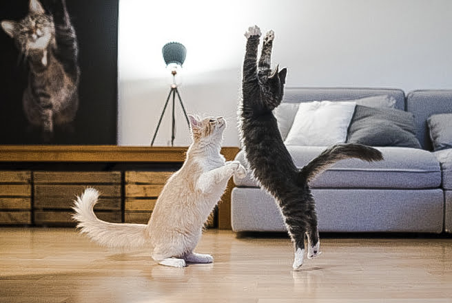 Cats play on fake wood flooring which may contain phthalates which are poisonous to humans and animals