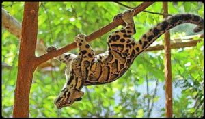 Clouded leopard is arboreal and can hang upside down like a monkey
