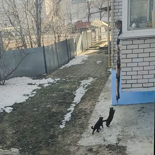 Couple of cats in Russia have a novel way of getting inside with the help of their human friend