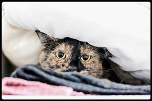 Domestic cats' lack of understanding of activities and objects in the human world makes them nervous