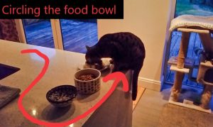 Domestic cats sometimes circle the food bowl as if scavenging prey in the wild