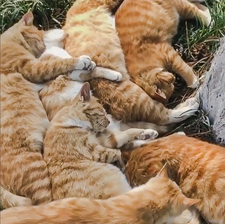 Extended family of ginger tabby cats sleep on top of each other