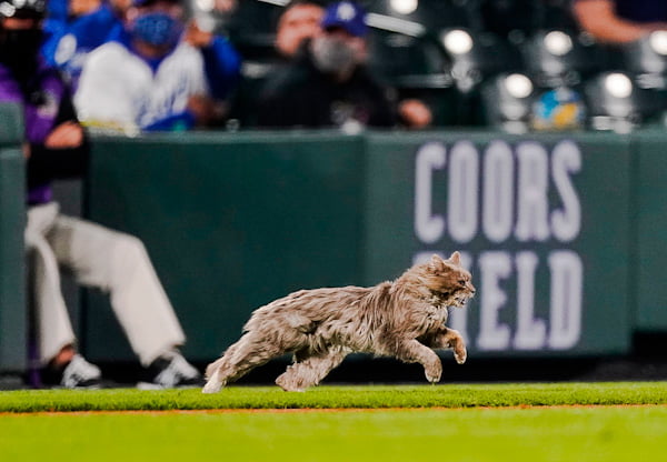 Feral cat runs onto Coors Field mid-match. Cute looking cat by the way.
