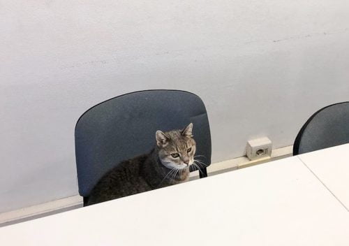 Formulino at a board meeting