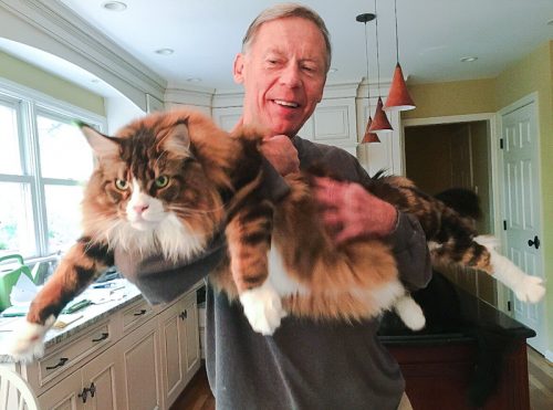 Freddie a Maine Coon who carries a mutated gene causing HCM. This is Kathy Janson's husband Michael and Freddie