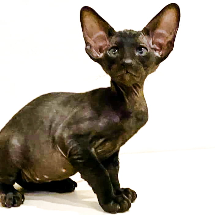Peterbald cat from Russia