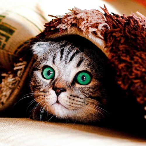 Hiding is one possible sign of stress in a domestic cat