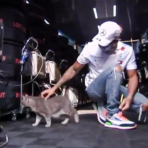 Lewis Hamilton takes time to pet and interact with the Imola cat Formulino