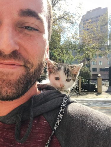 Millie the princess - a very cute kitten on her owner's shoulders