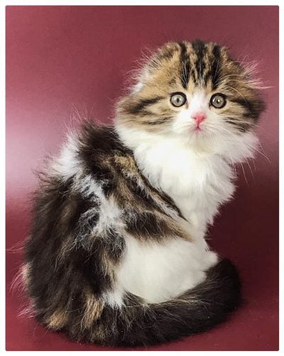 Owl-faced longhaired Scottish Fold kitten is a beauty