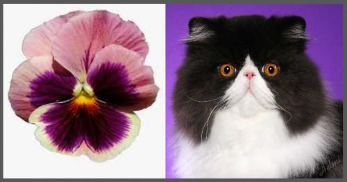 Pansy and pansy-headed Persian cat