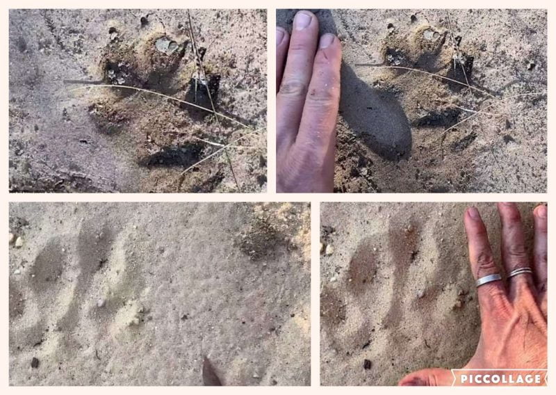 Pawprints of big cats in Blue Mountains NSW or some other animal?