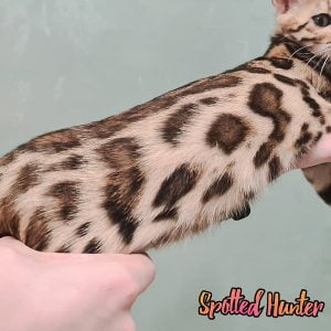 Pink Bengal cat with glorious spots