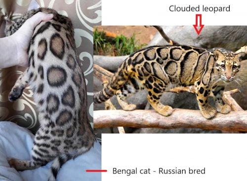 Russian bred Bengal cat with clouded leopard large doughnut spots